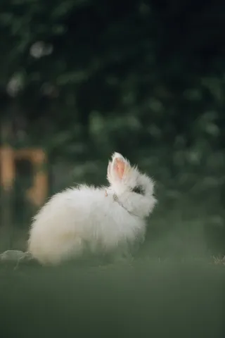 白色可爱兔子摄影素材