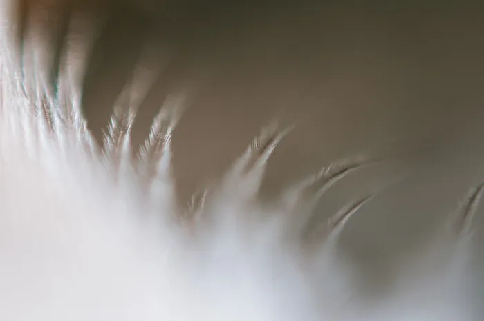 极简轻奢羽毛背景纹理简约高端底纹