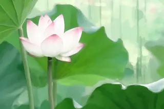 国风荷花水墨节气背景