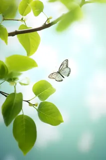 树枝蝴蝶清新背景