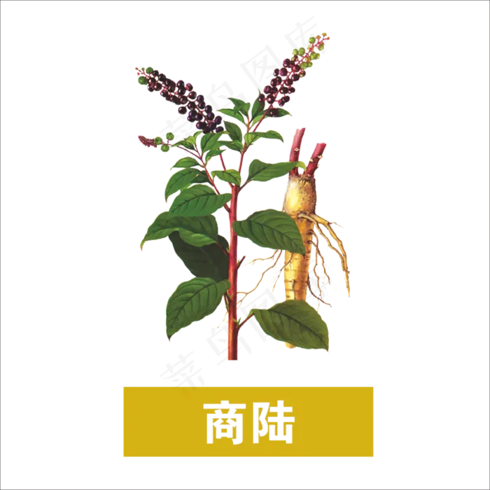 手绘草本中药药材商陆