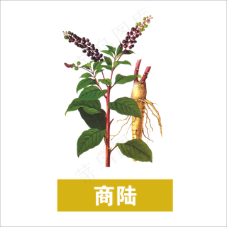 手绘草本中药药材商陆