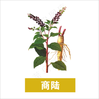 手绘草本中药药材商陆