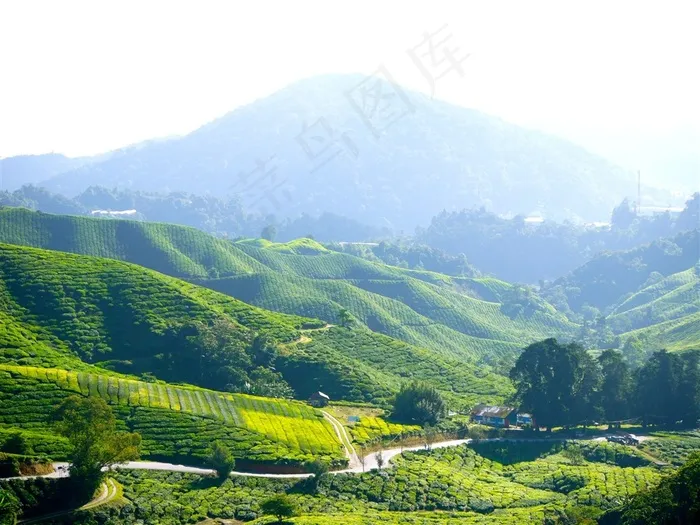 茂密的山陵采茶园