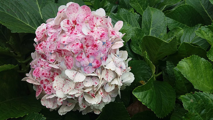 花朵 花束 植物 素材 (131)