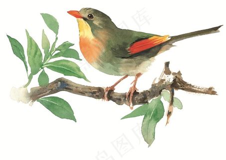 树枝上的漂亮小鸟素材手绘插画