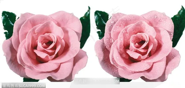 玫瑰花束-两朵浅紫色玫瑰花