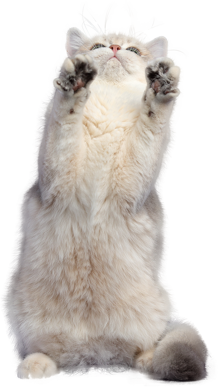 免扣素材实物猫咪摄影