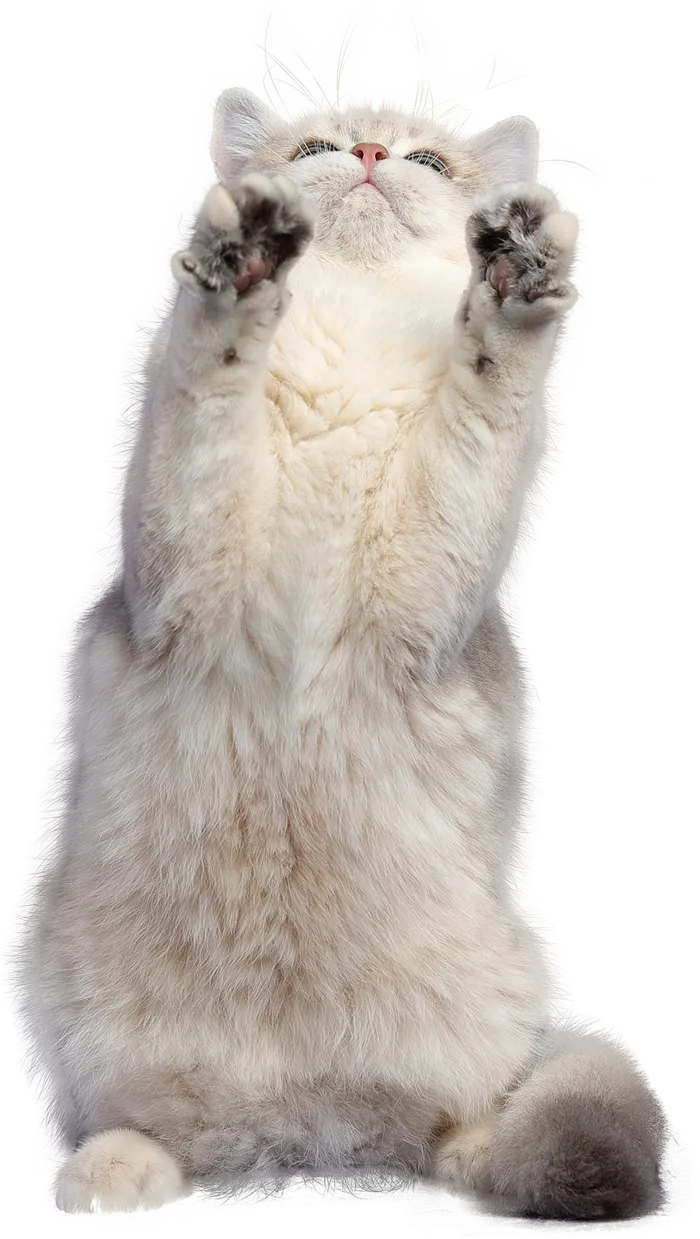 免扣素材实物猫咪摄影