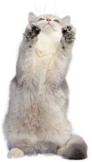 免扣素材实物猫咪摄影