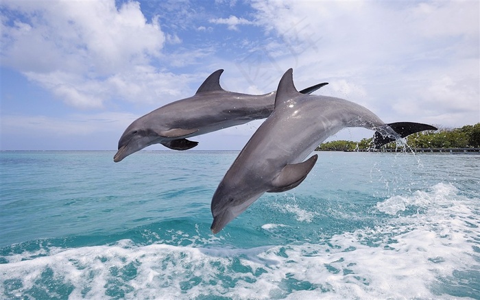 海洋生物海豚大图