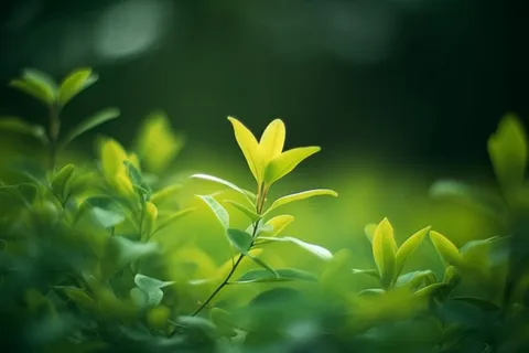 在田野中的绿叶的特写摄影图壁纸