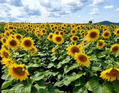 农田向日葵花田图片 农田向日葵花田图片