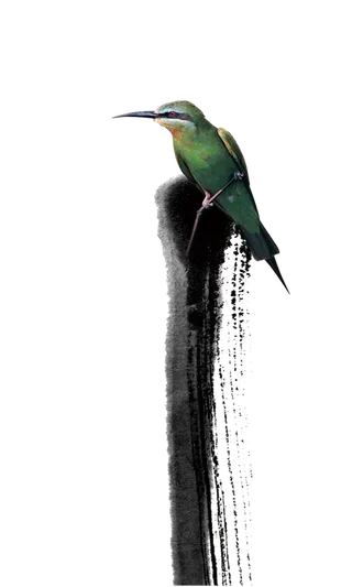 国画枯笔书法小翠鸟