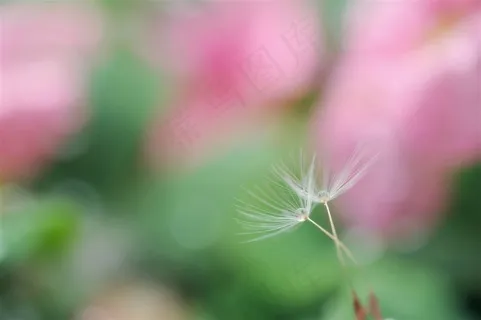 唯美高清蒲公英鲜花图片 唯美高清蒲公英鲜花图片