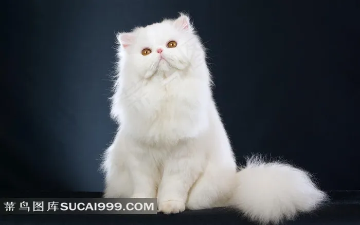 高清晰白毛茸茸的猫