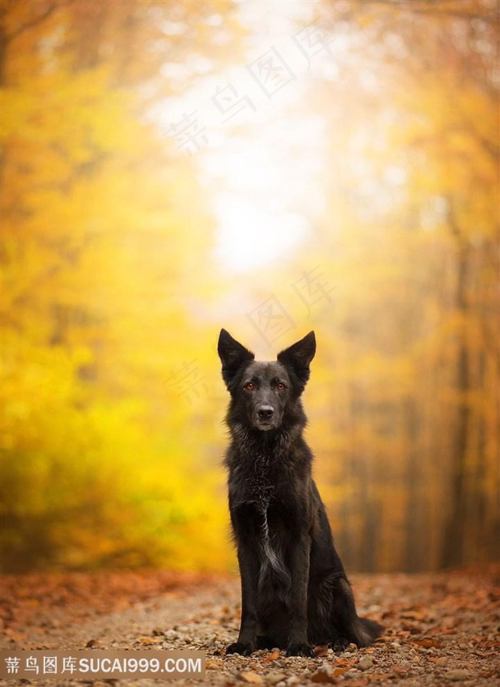 高清唯美秋天树叶狗狗摄影图片