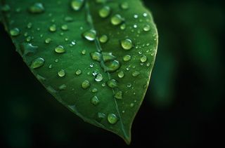 上面有水滴的绿叶摄影图桌面壁纸