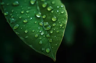 上面有水滴的绿叶摄影图桌面壁纸