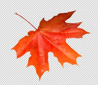 红叶免扣素材