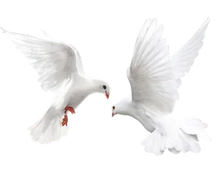 免抠鸽子，鸟，飞翔，动物，免费PNG素材