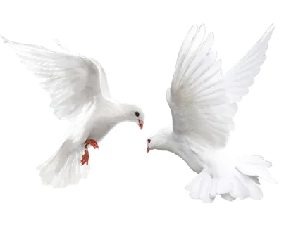 免抠鸽子,鸟,飞翔,动物,免费PNG素材 免抠鸽子,鸟,飞翔,动物,免费PNG素材