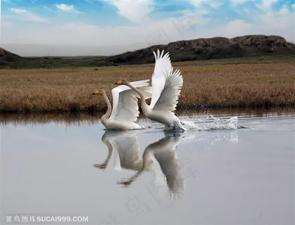 两只在水中腾飞的天鹅