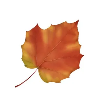 叶子树叶枫叶免抠