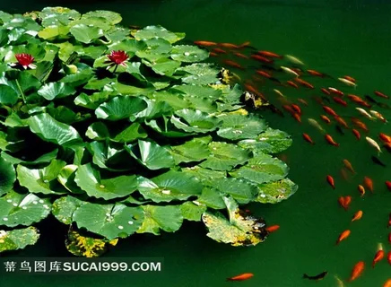 荷花鱼池素材图片下载 荷花鱼池素材图片下载