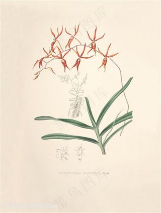 高清兰花复古装饰画插画