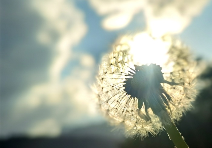 阳光下唯美小清新白色蒲公英