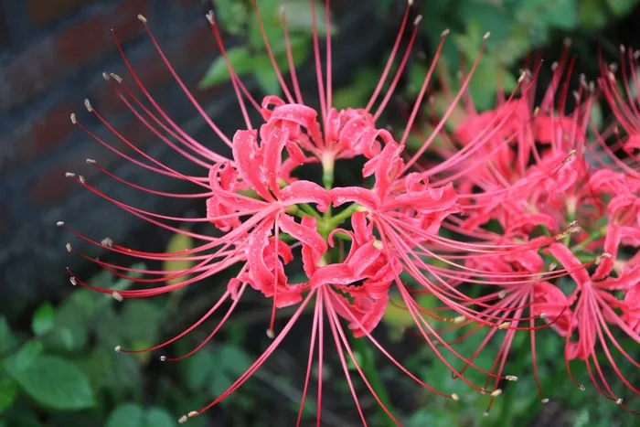 粉色石蒜花朵图片