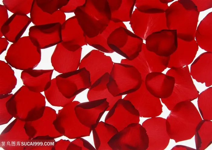花团锦簇红色玫瑰花瓣背景
