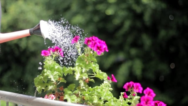 喷壶, 壶, 浇水, 天竺葵, 花朵, 水, 夏天, 园艺