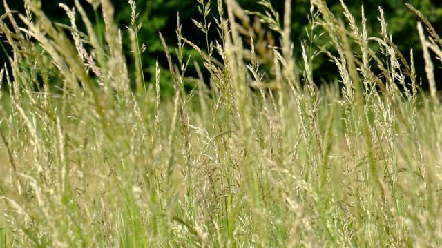 草, 草地, 自然, 夏天, 春天, 绿色, 关闭