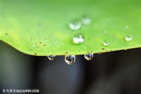 自然风景-荷叶边上挂着的清新露水 自然风景-荷叶边上挂着的清新露水