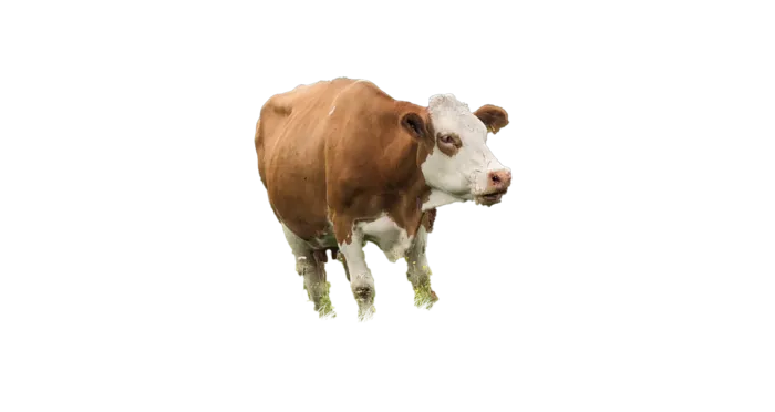 合成所需奶牛元素