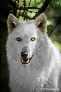 有神的白狼狼王图片素材 有神的白狼狼王图片素材