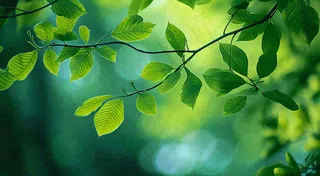 绿色树叶意境模糊光照叶子，春天夏日，春分立夏摄影图