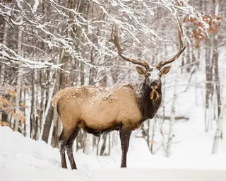唯美野生动物图片-0362