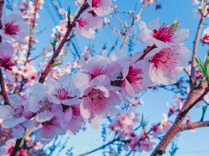梅花绽放观赏图片 梅花绽放观赏图片