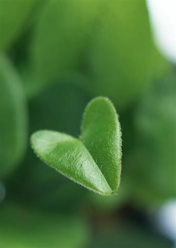 森林树木树林风景jpg素材