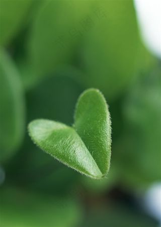 森林树木树林风景jpg素材