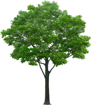 高清树木素材 免抠PSD植物素材 美术绘画园林贴图 树草灌木花草