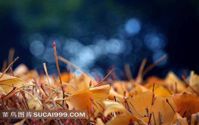 唯美的树叶摄影素材