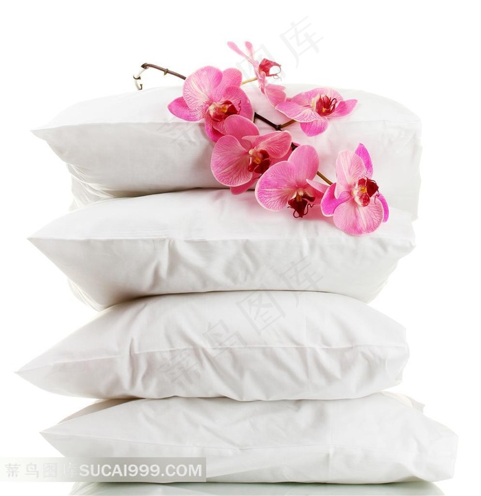 枕头上的蝴蝶兰