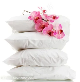 枕头上的蝴蝶兰