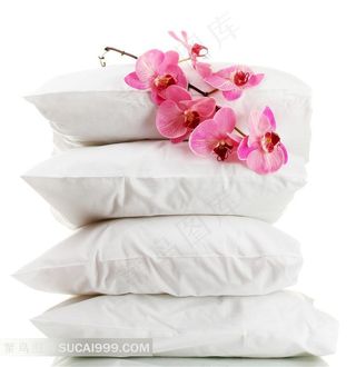 枕头上的蝴蝶兰