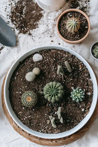 绿色仙人掌仙人球摄影素材