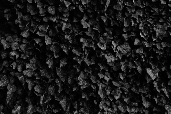 常春藤叶子图片